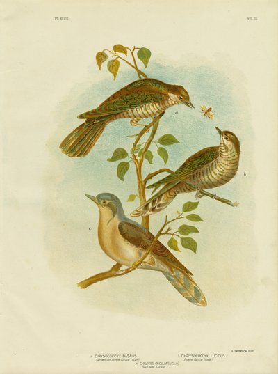 Narrow-Billed Bronze Cuckoo by Gracius Broinowski